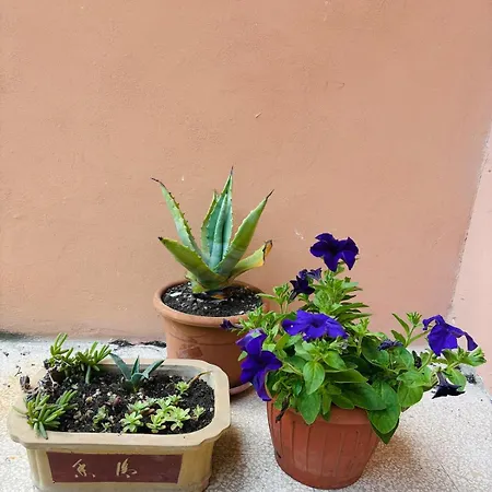 Casa Flor Within Walking Distance Of The Center